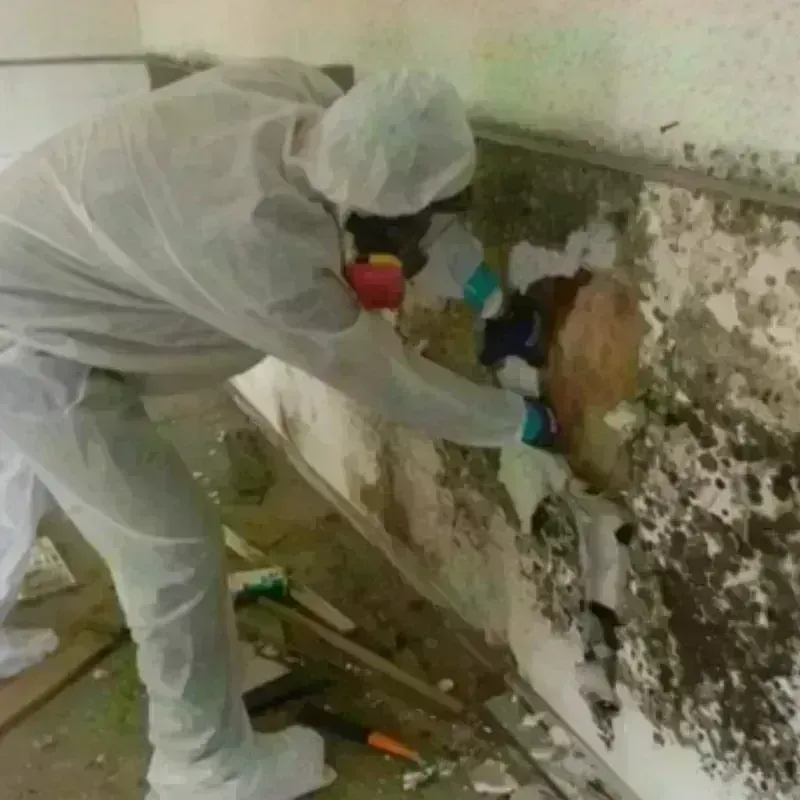 Mold Remediation and Removal in Grapevine, TX